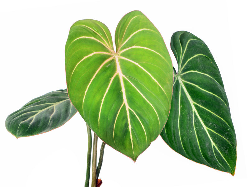 philodendron gloriosum hybrid Philodendron gloriosum — Ecuagenera Orquídeas del Ecuador