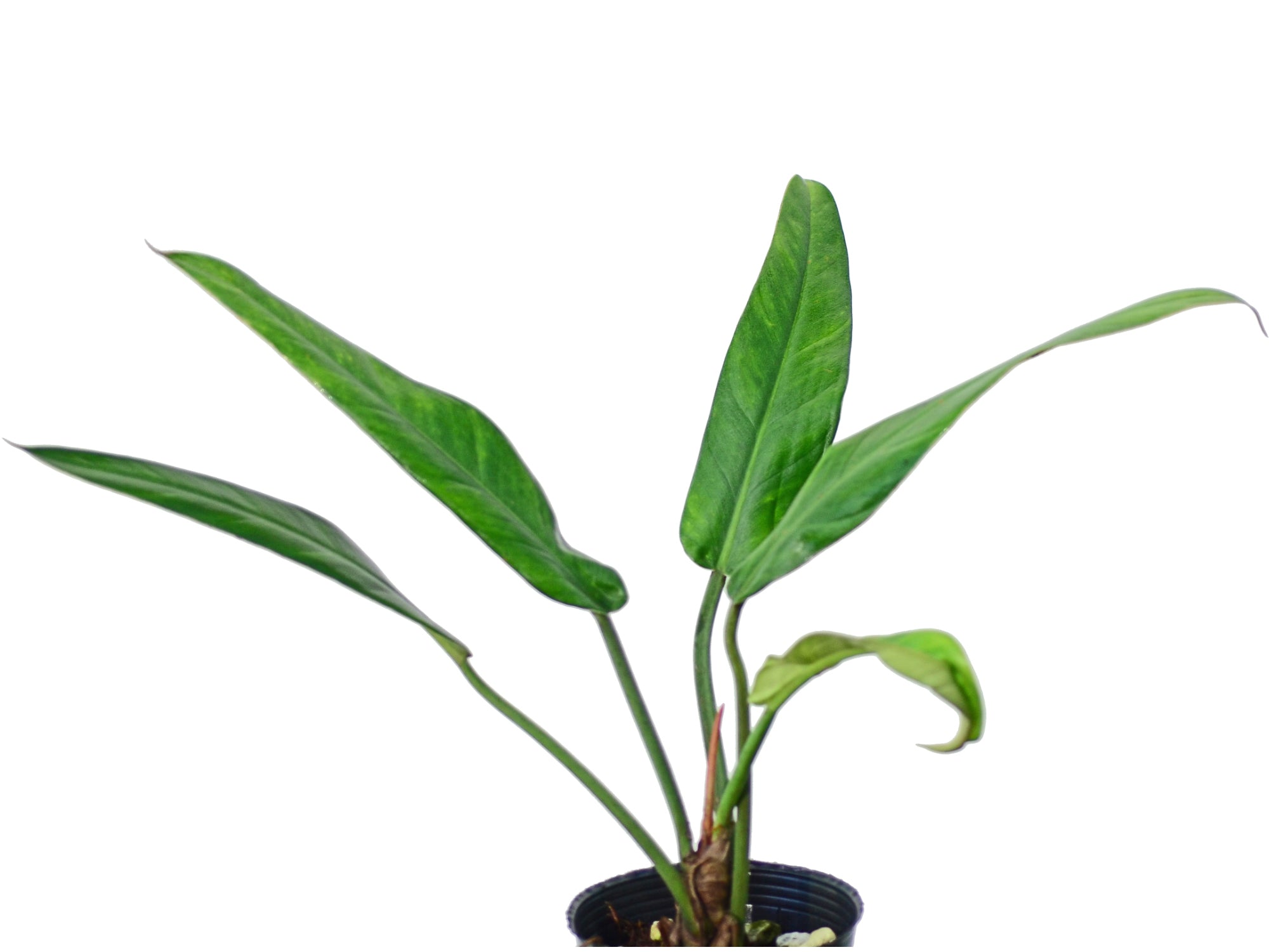 philodendron hebetatum Philodendron hebetatum cf