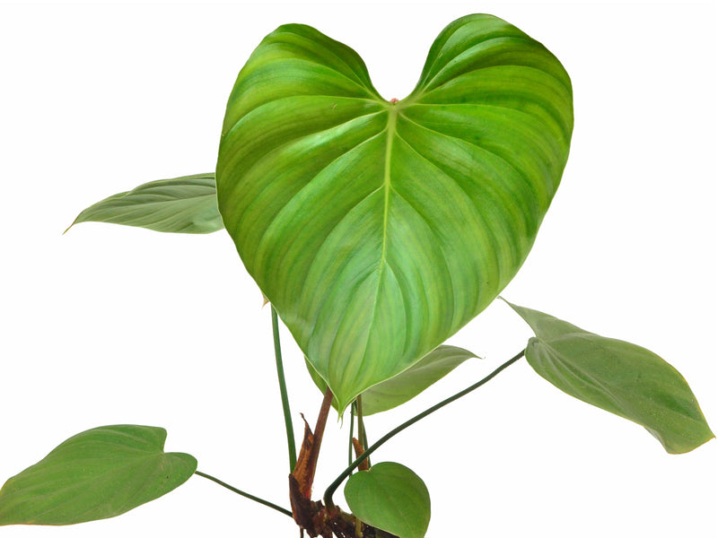 philodendron nangaritense for sale Philodendron nangaritense — Ecuagenera Orquídeas del Ecuador