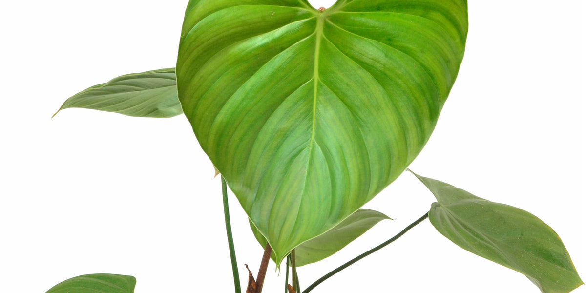 nangaritense philodendron price Philodendron nangaritense — Ecuagenera Orquídeas del Ecuador