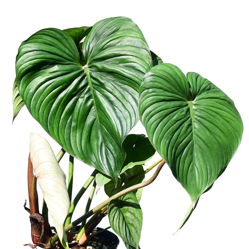 Philodendron pastazanum x Philodendron mamei (seedling)