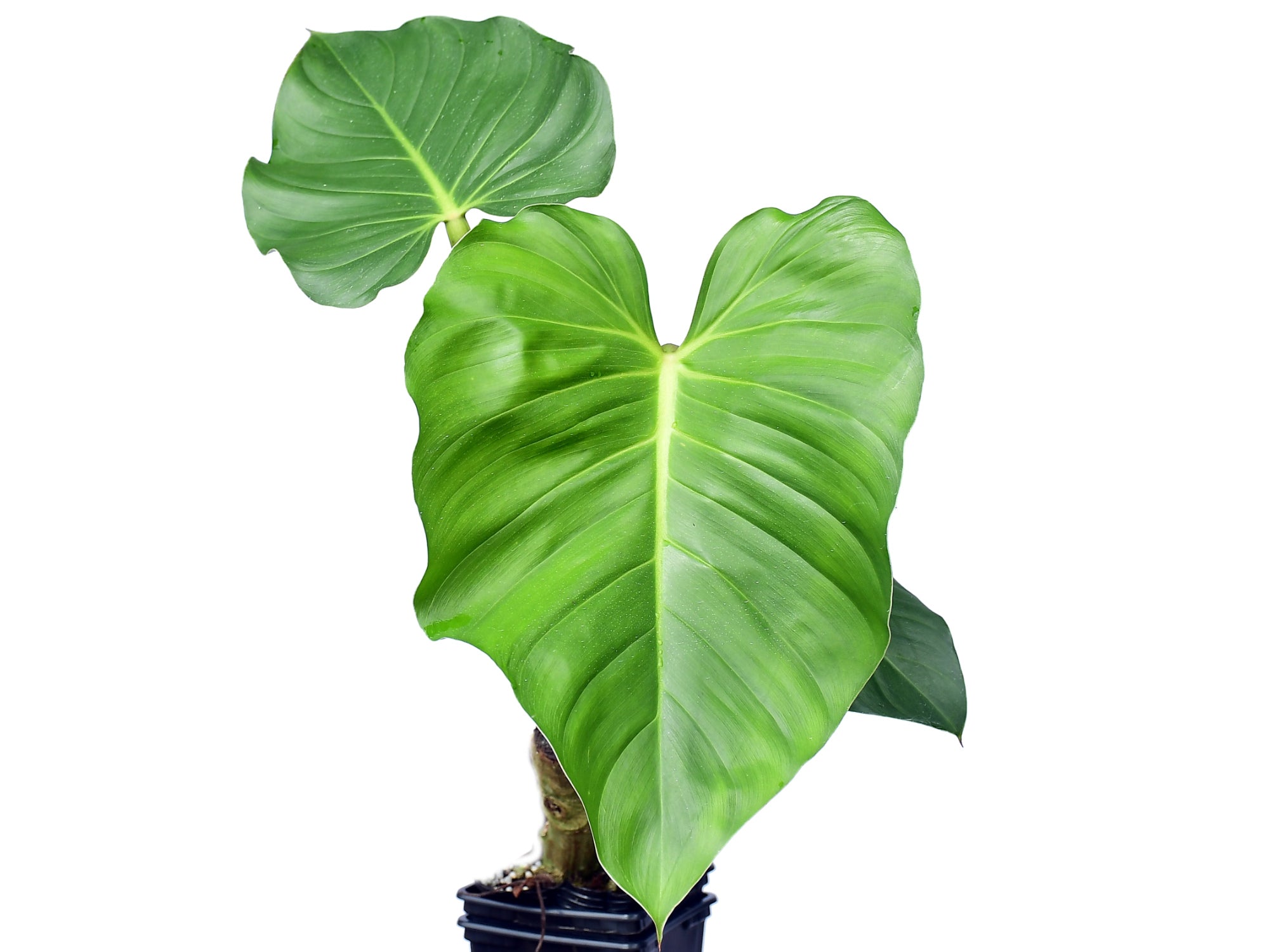 philodendron sparreorum Philodendron sparreorum