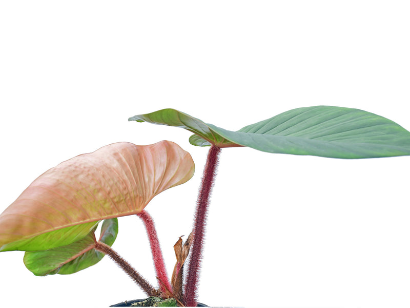 blushing philodendron watering Philodendron squamicaule Blushing