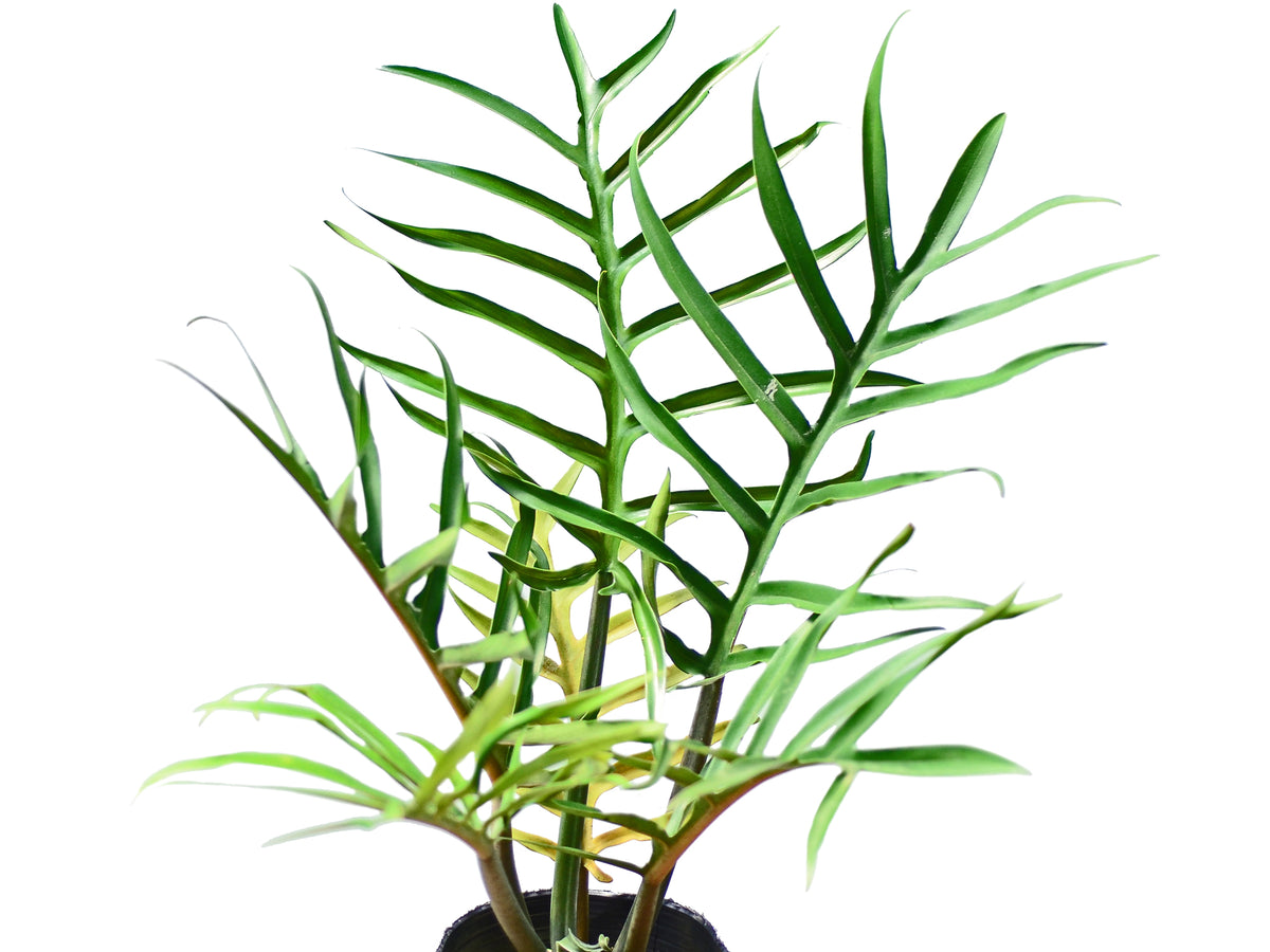 plant pandanus Pandanus Variegated