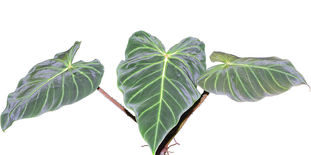 philodendron verrucosum el valle Philodendron verrucosum — Ecuagenera Orquídeas del Ecuador