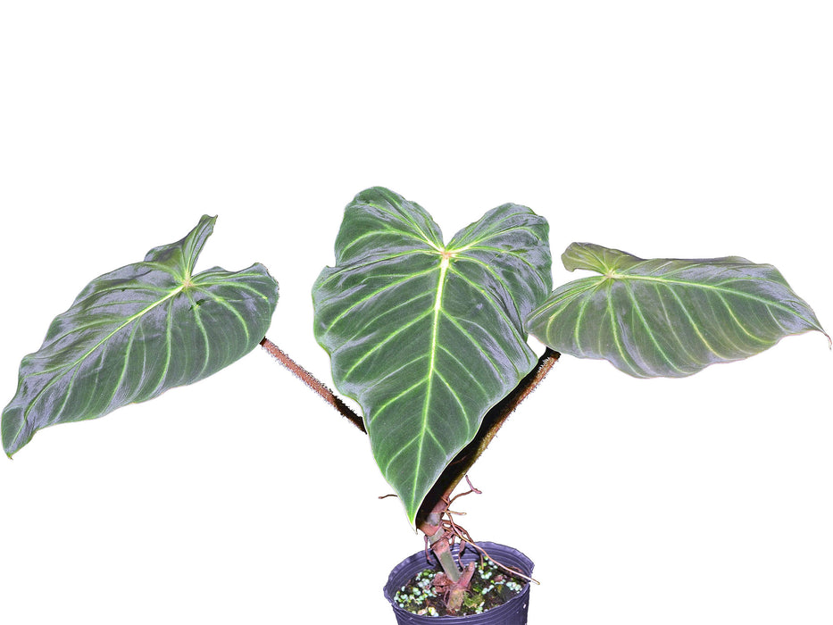 Philodendron verrucosum