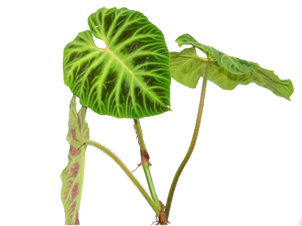 philodendron verrucosum variegata Philodendron verrucosum 2 — Ecuagenera Orquídeas del Ecuador