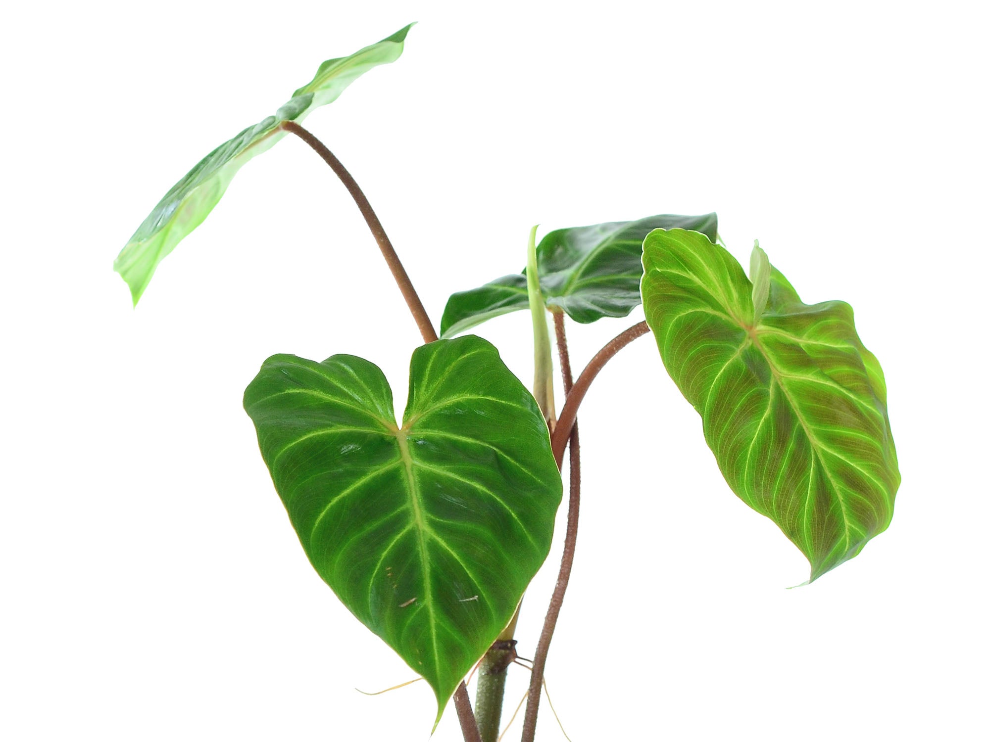 philodendron verrucosum amazonas Philodendron Verrucosum 1