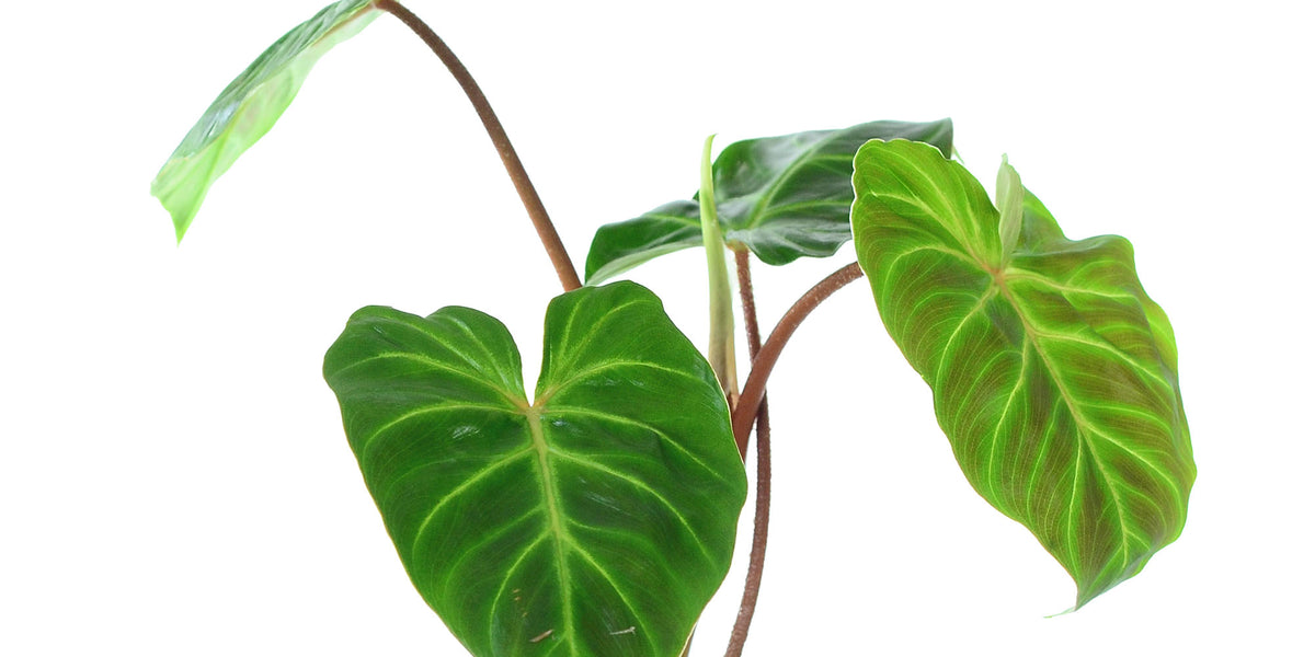 Philodendron verrucosum Amazonas — Ecuagenera Orquídeas del Ecuador