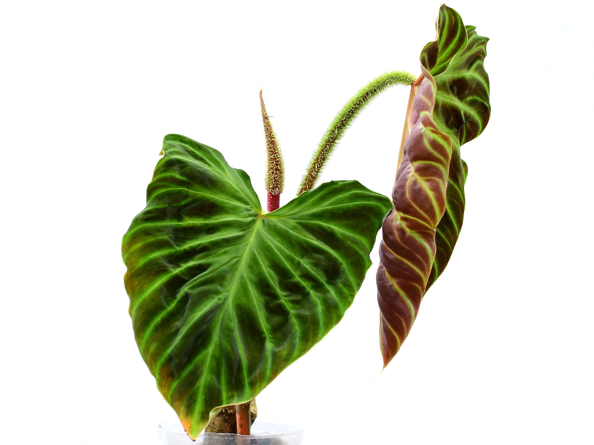 philodendron verrucosum for sale australia Philodendron verrucosum Fantasy — Ecuagenera Orquídeas del Ecuador
