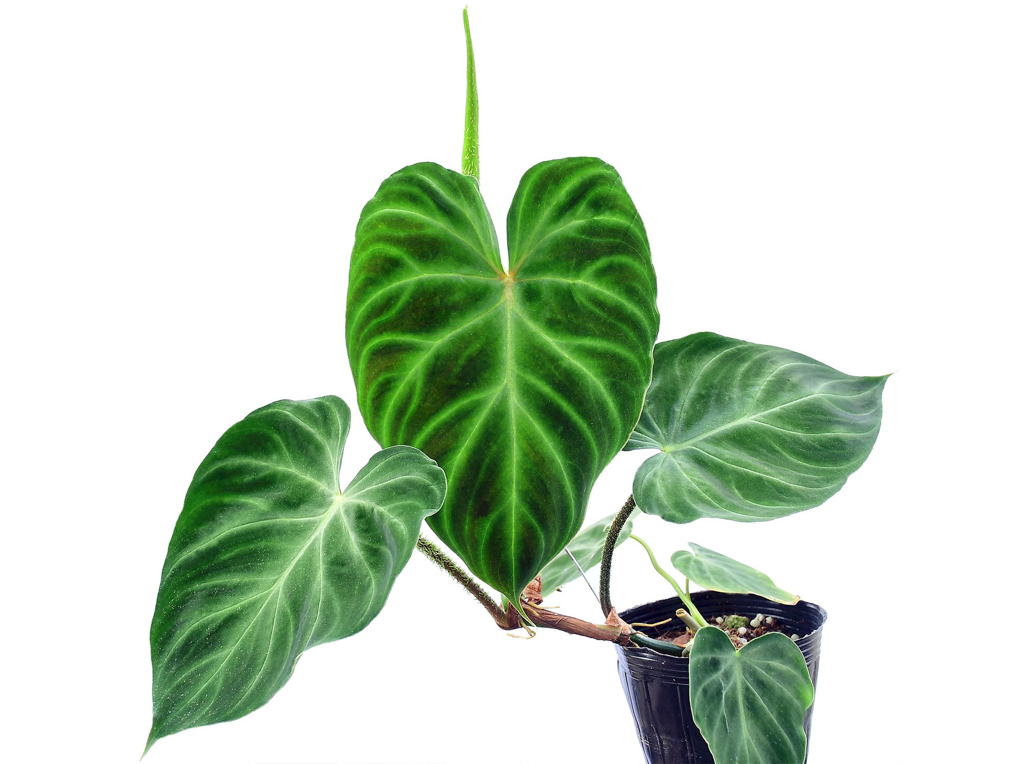 Philodendron Verrucosum 1