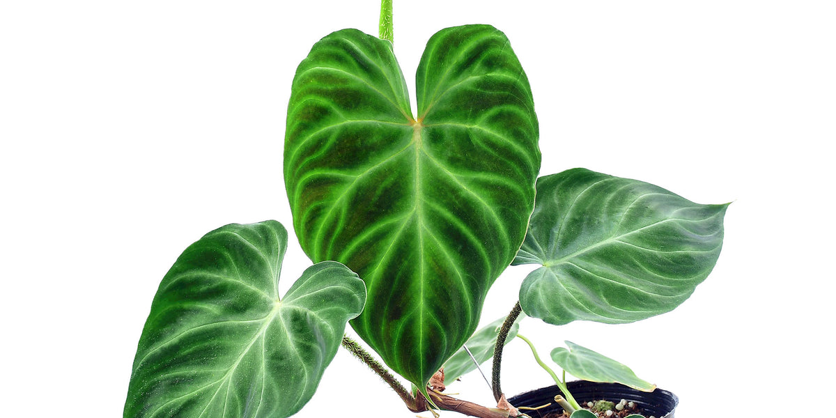 philodendron verrucosum titanium Philodendron Verrucosum 1