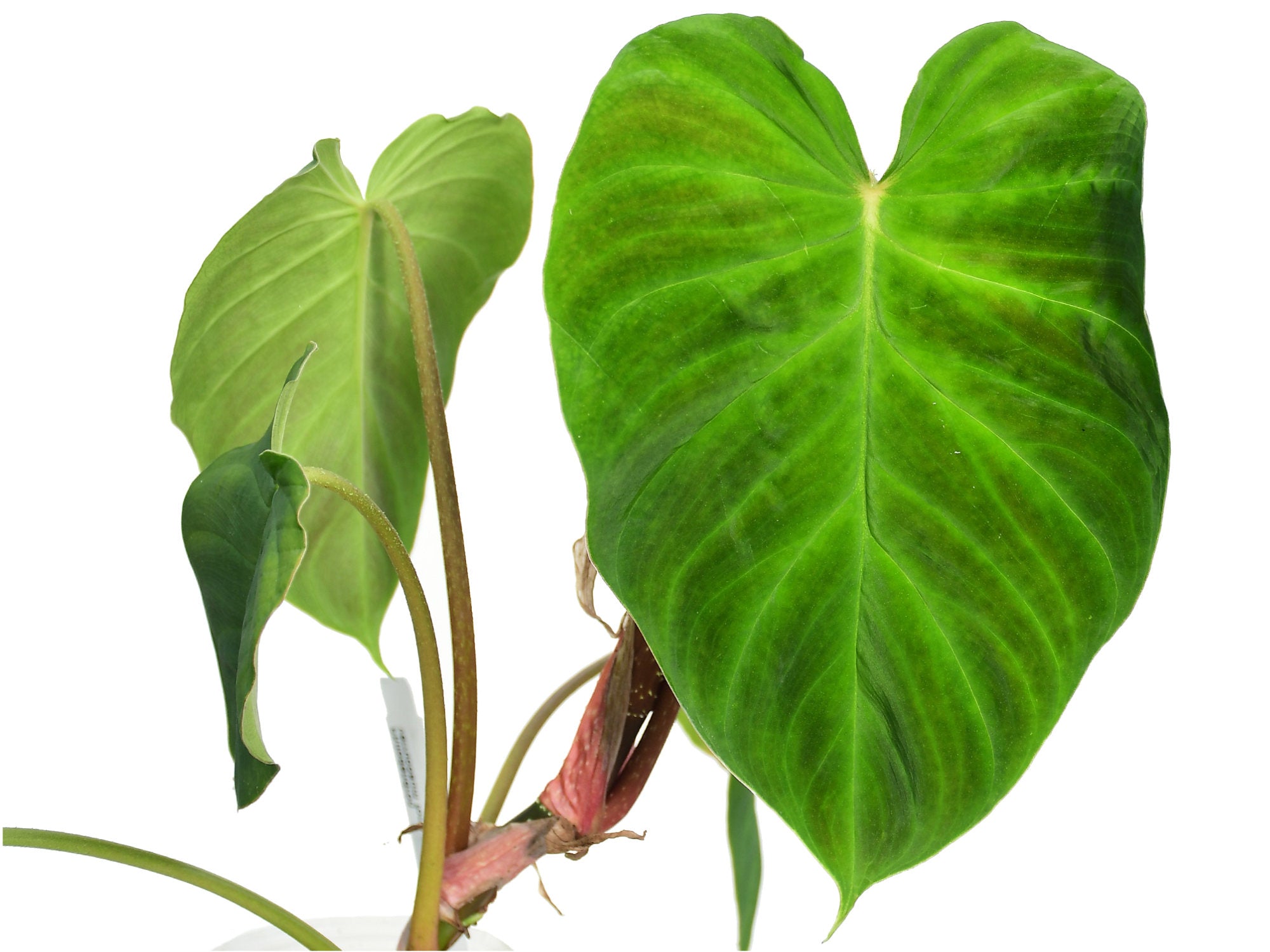 Philodendron verrucosum form melon