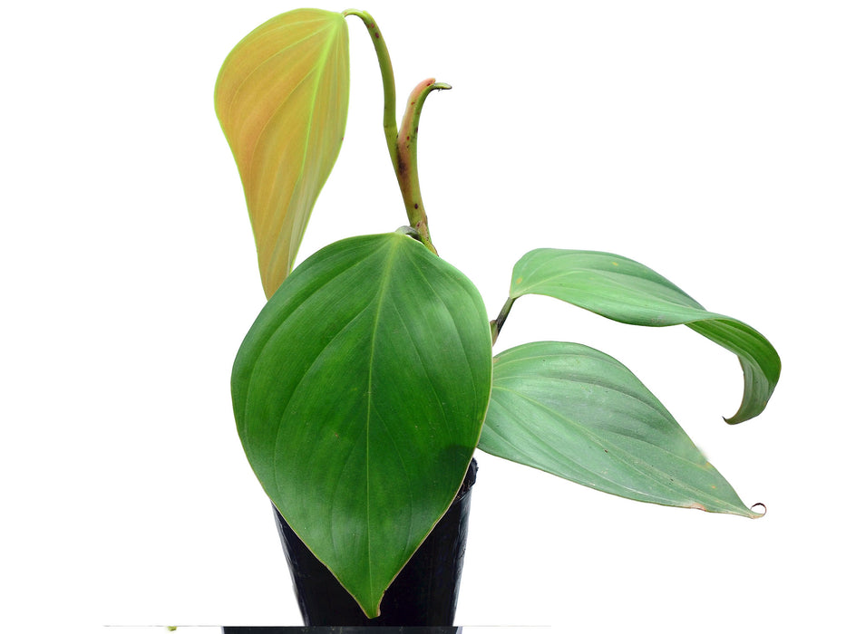 Philodendron villamagense 'Pangui'