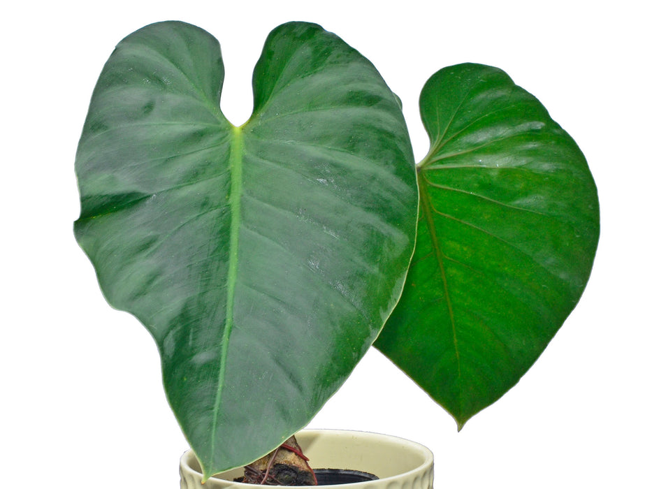 Philodendron werneri