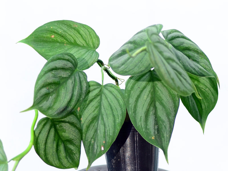 philodendron brandtianum mini Philodendron brandtianum mini — Ecuagenera Orquídeas del Ecuador