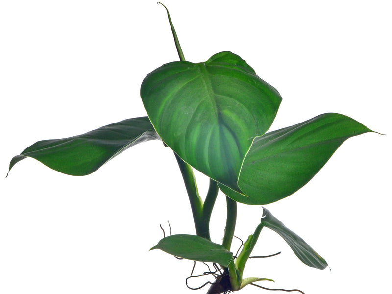 philodendron dodsonii Philodendron dodsonii type — Ecuagenera Orquídeas del Ecuador