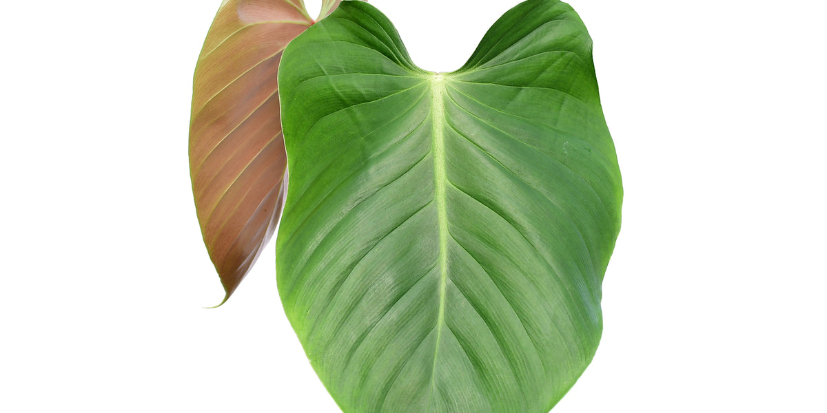 Philodendron lynamii — Ecuagenera Orquídeas del Ecuador