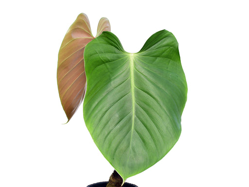 anthurium lynamii Philodendron lynamii — Ecuagenera Orquídeas del Ecuador