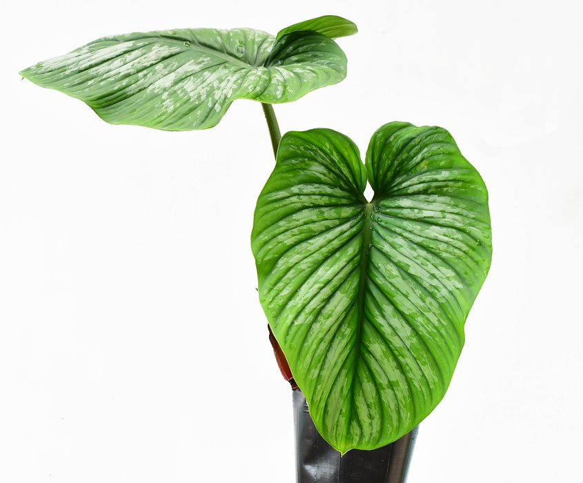 Philodendron mamei