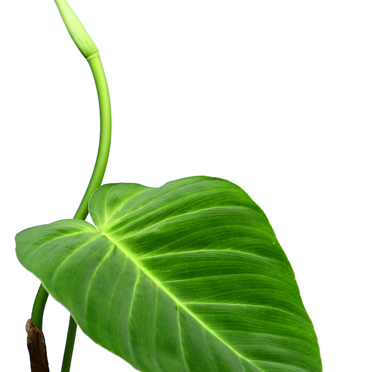 Philodendron nanegalense cf