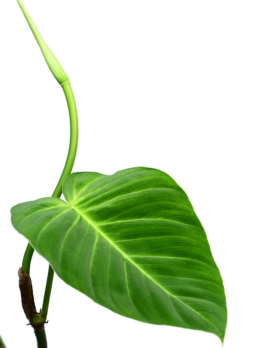 Philodendron nanegalense cf