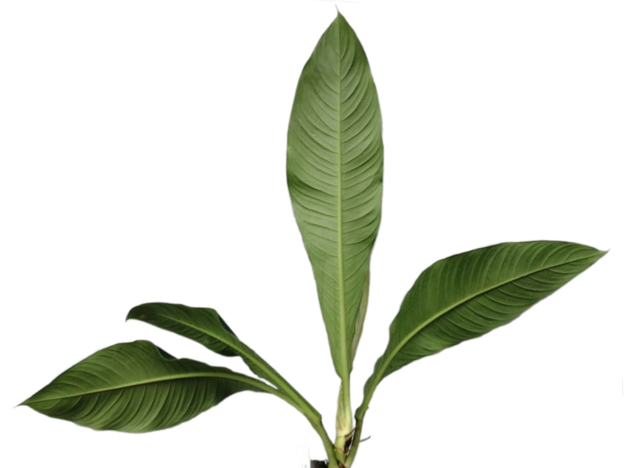philodendron oblanceolatum Philodendron oblanceolatum