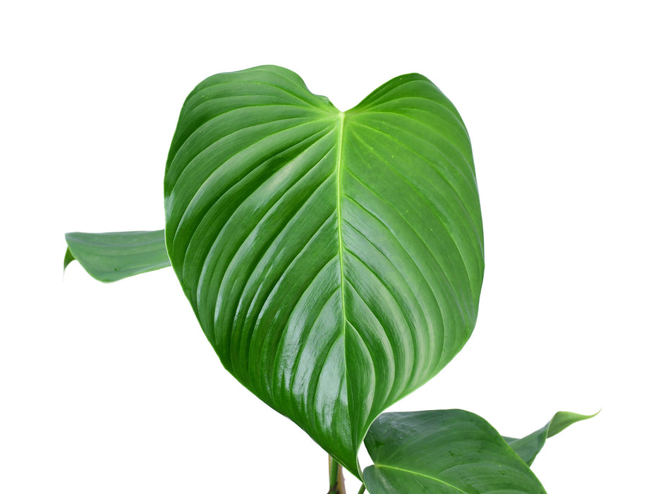 Philodendron quelelii round