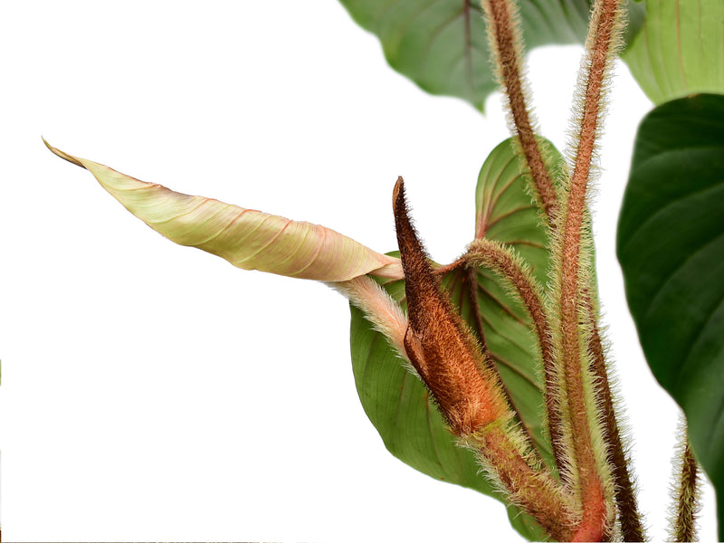 philodendron serpens vs squamicaule Philodendron squamicaule — Ecuagenera Orquídeas del Ecuador
