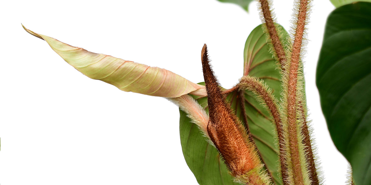 Philodendron squamicaule — Ecuagenera Orquídeas del Ecuador