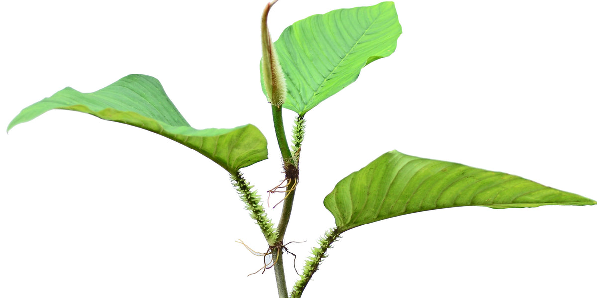 Philodendron squamipetiolatum