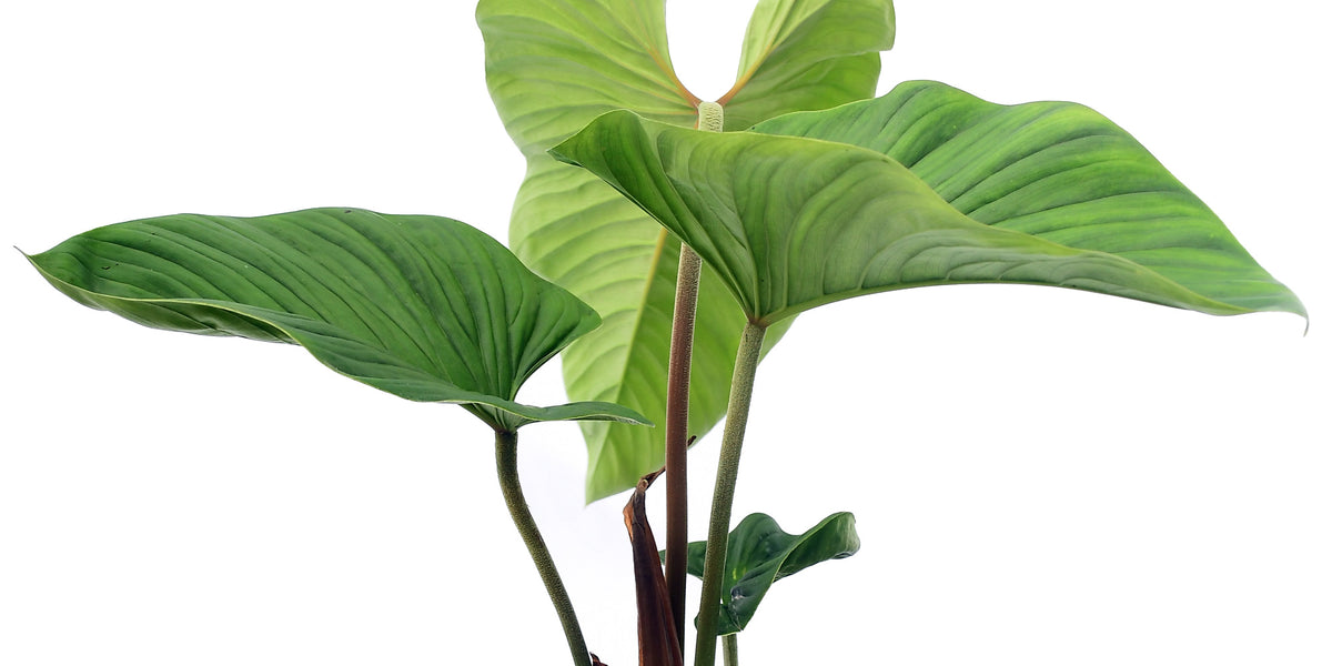rugapetiolatum philodendron Philodendron verrucapetiolum — Ecuagenera Orquídeas del Ecuador