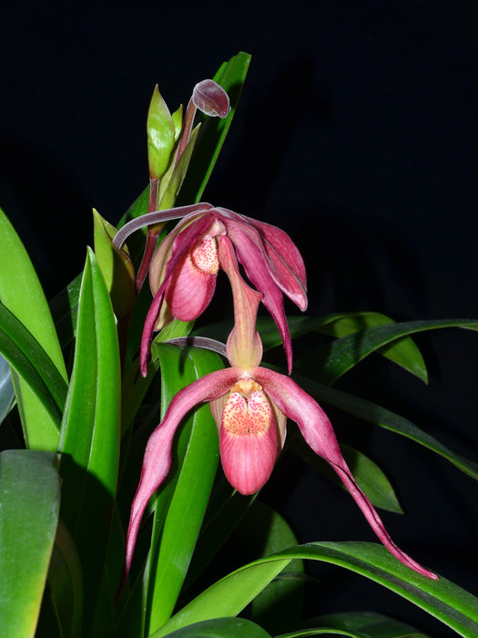 Phragmipedium Beaumont "Kathleen Phyllis"