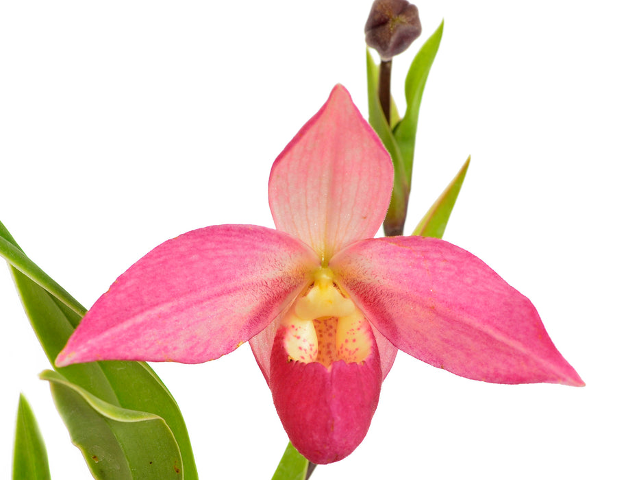 Phragmipedium Elizabeth March