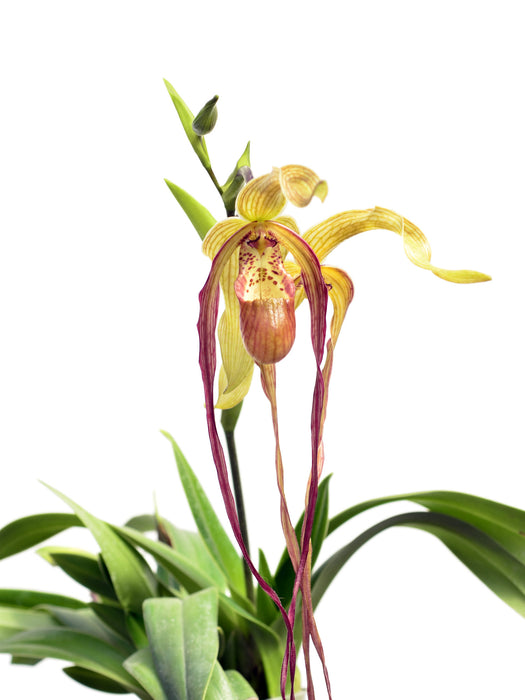 Phragmipedium Grande