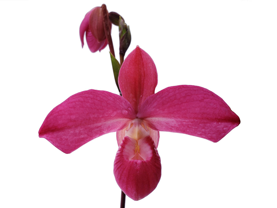 Phragmipedium Ivan Portilla