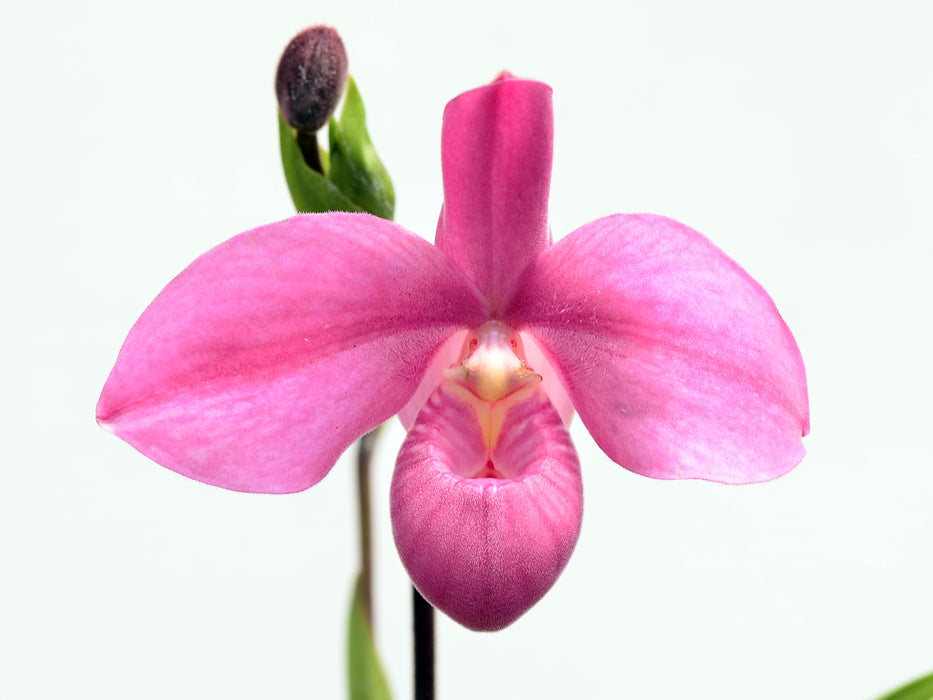 Phragmipedium Memoria Mariza Rolando