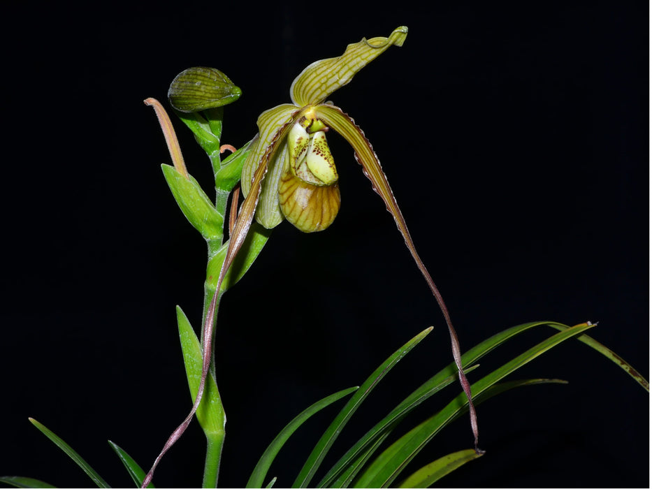 Phragmipedium Mini Grande