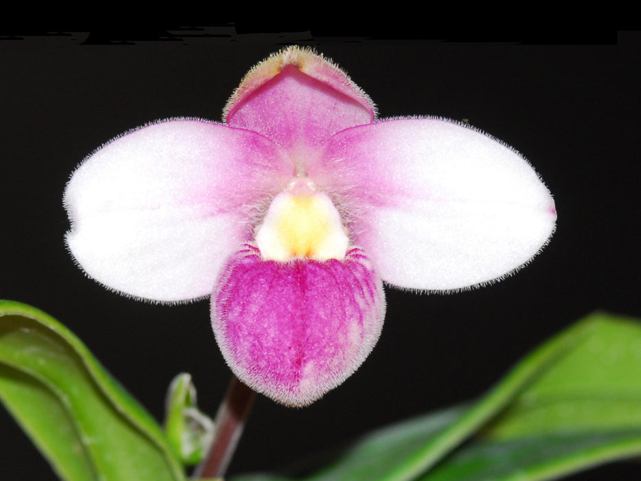 Phragmipedium Pink Panther