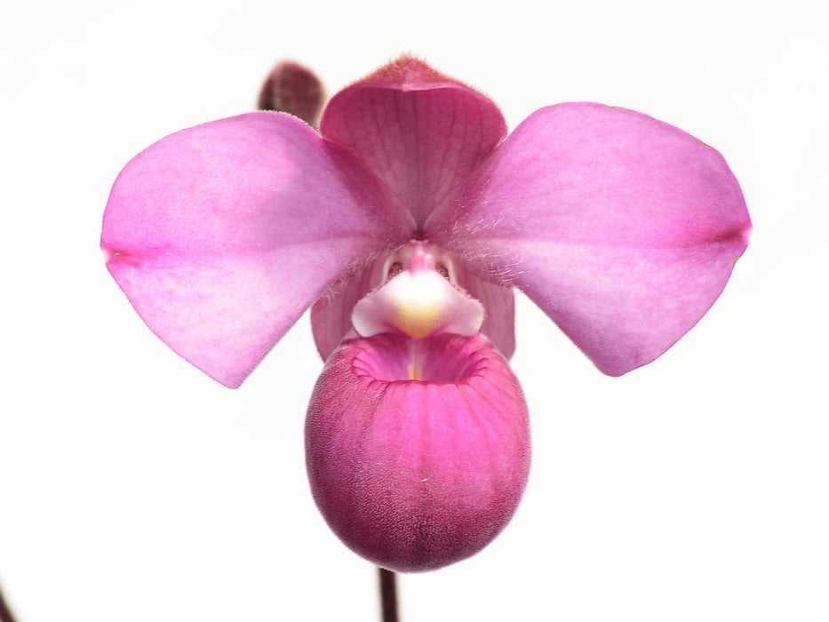 Phragmipedium Samuel Crothers