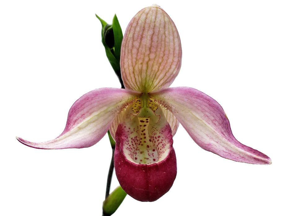 Phragmipedium Sedenii