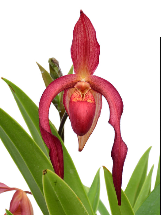 Phragmipedium Super Rubies