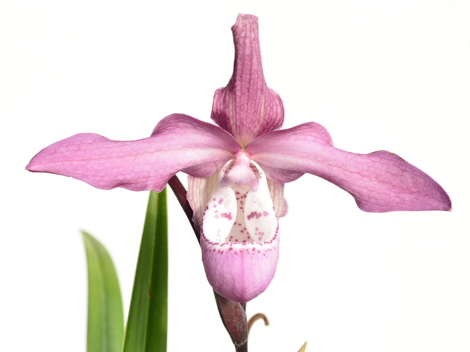 Phragmipedium Wossner Rosenglanz