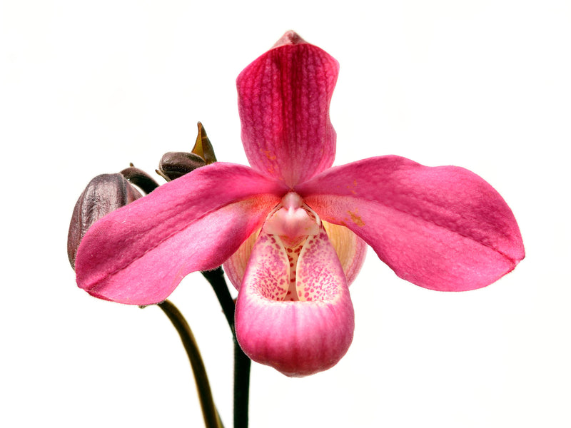 Phragmipedium Acker's Beauty