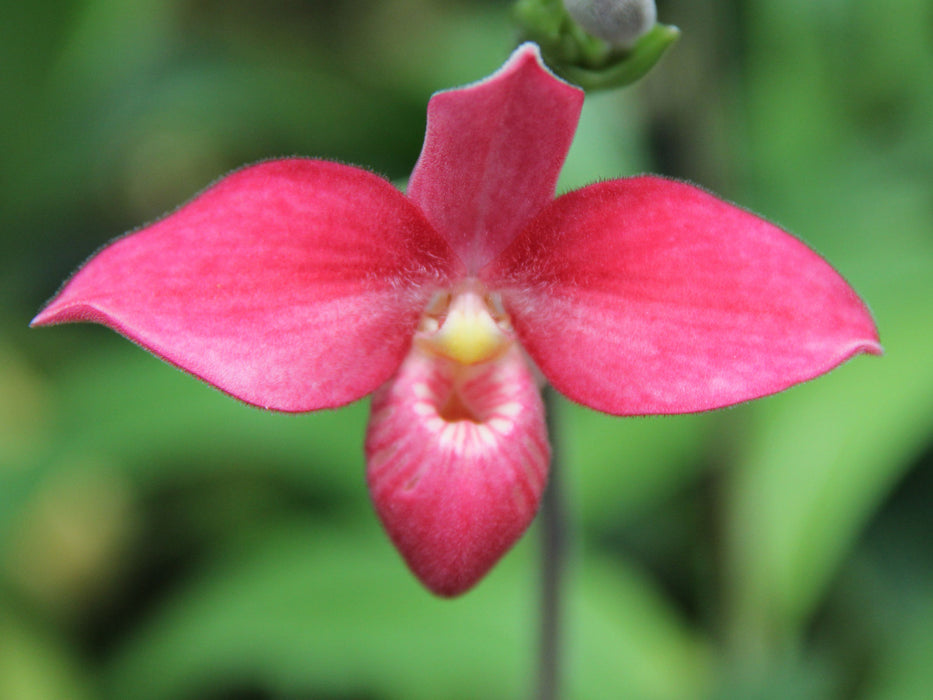 Phragmipedium Barbara LeAnn