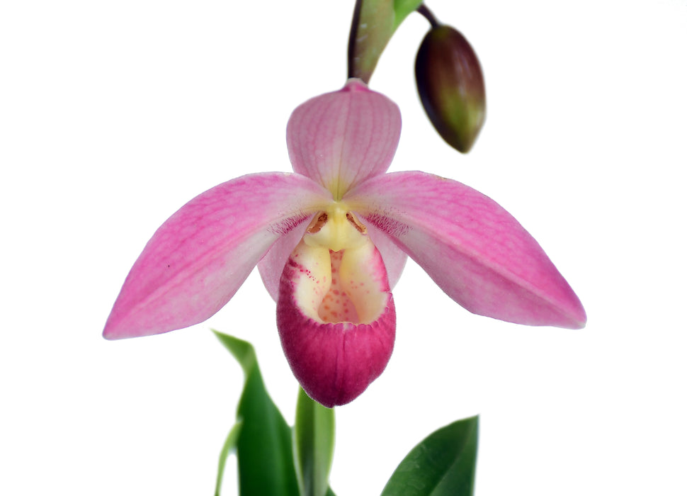 Phragmipedium Grouville