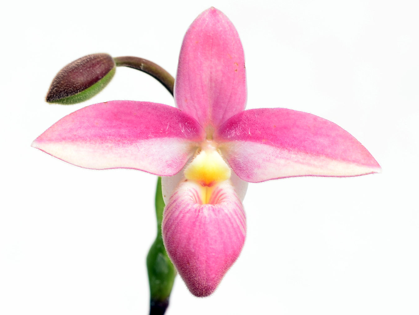 Híbrido de Phragmipedium