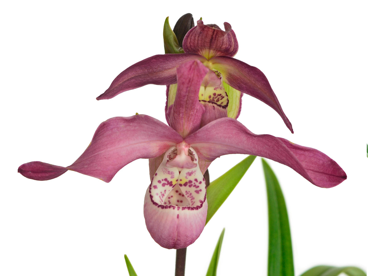 薩摩寒蘭“大泉” 濃紅・前面無点、成木、花付き ラン 鉢植え 【公式通販】