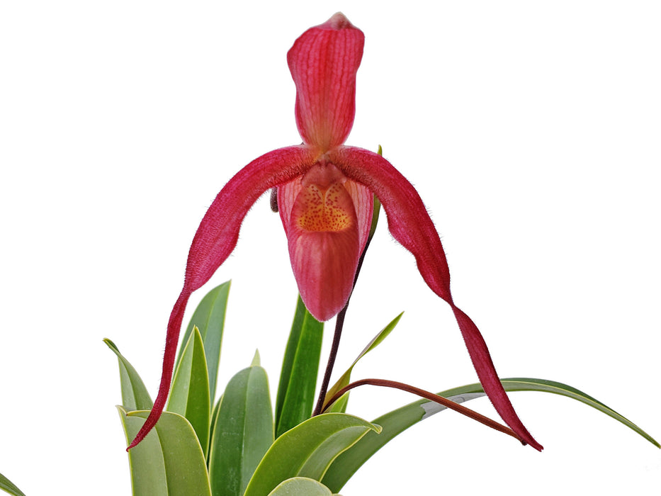 Phragmipedium Ruby Slippers