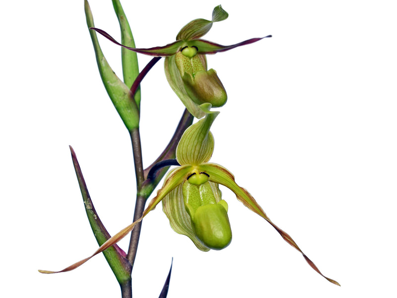 Phragmipedium longifolium